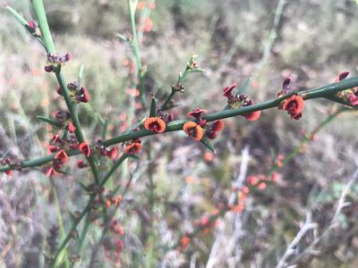 Daviesia decurrens, photographed by Ann Bentley