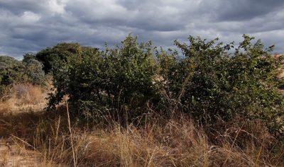 Antidesma venosum, photographed by Tony Rebelo
