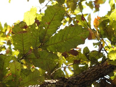 Quercus vicentensis, photographed by Neptalí Ramírez Marcial