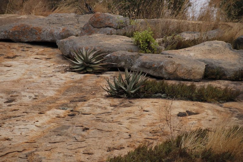 Aloe petricola, photographed by Tony Rebelo
