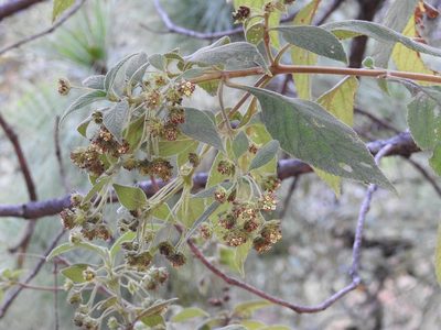 Lippia chiapasensis, photographed by Neptalí Ramírez Marcial