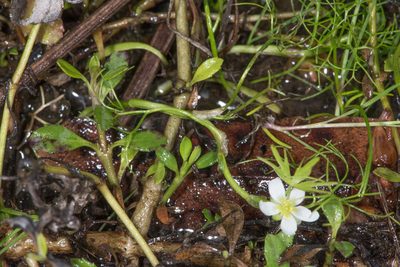 Ranunculus lobbii, photographed by Don Loarie
