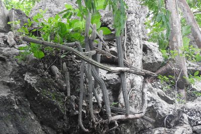 Pilosocereus gaumeri, photographed by Sebastián de Jesús Herrera Buenfil