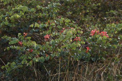 Bauhinia galpinii, photographed by Tony Rebelo