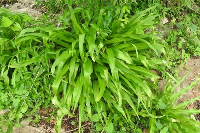 Hymenocallis littoralis, photographed by Sebastián de Jesús Herrera Buenfil