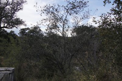 Combretum hereroense, photographed by Tony Rebelo