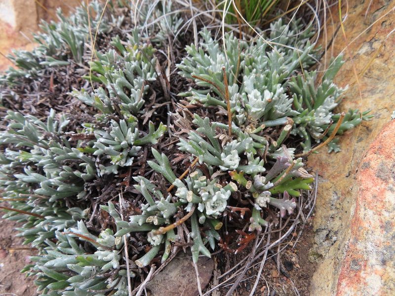 Euryops othonnoides, photographed by linkie