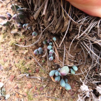 Curio repens, photographed by linkie