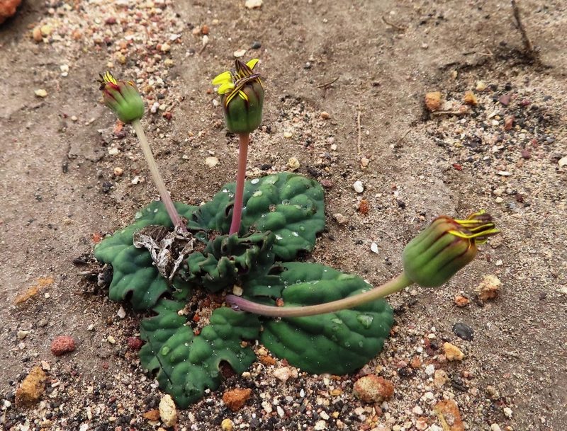 Othonna oleracea, photographed by linkie