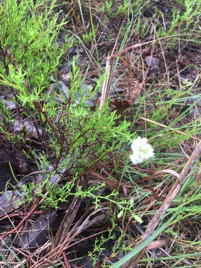 Polygonella myriophylla, photographed by Ryan McMinds