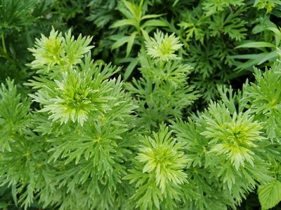 Aconitum napellus, photographed by agbelliveau