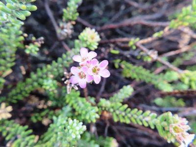 Acmadenia teretifolia