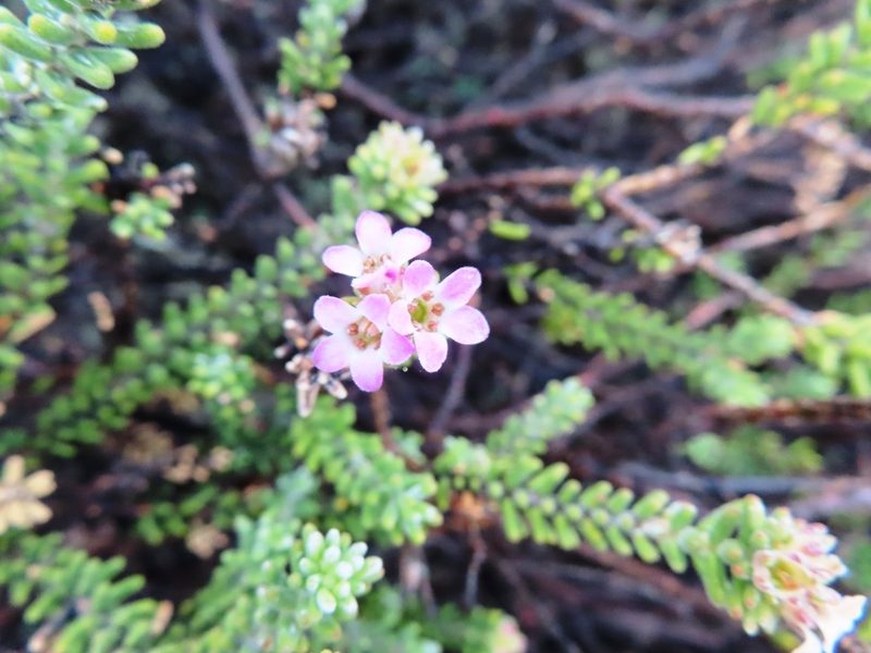 Acmadenia teretifolia, photographed by linkie