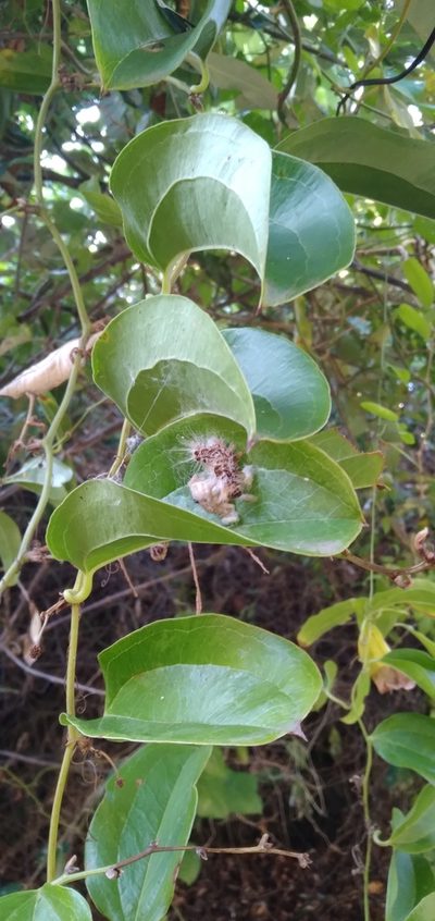 Scepocarpus trinervis, photographed by Rosemary Harrison