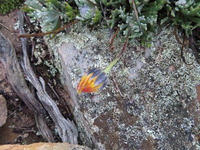 Euryops othonnoides, photographed by linkie