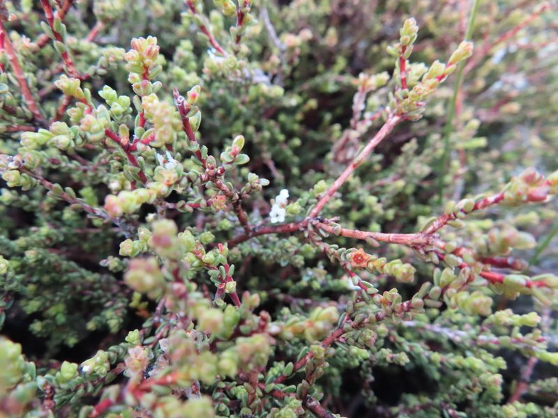 Euchaetis elsieae, photographed by linkie