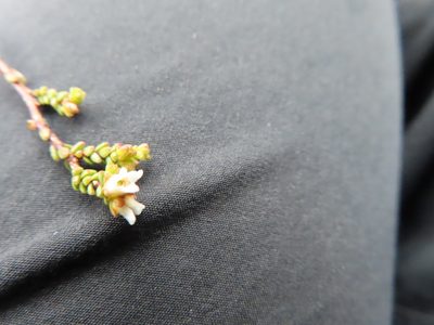 Euchaetis elsieae, photographed by linkie