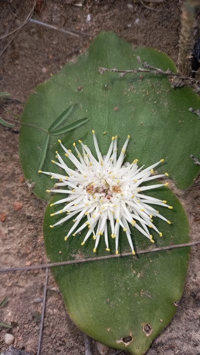 Massonia setulosa, photographed by kevin koen