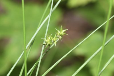 Carex echinata, photographed by Henrique Pacheco