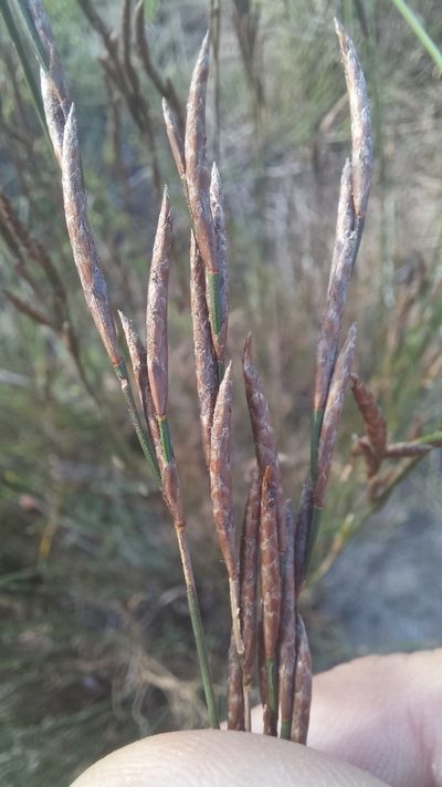 Restio triflorus, photographed by kevin koen