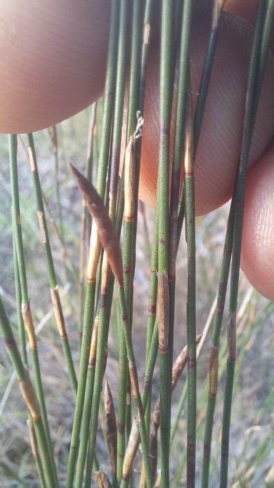 Restio triflorus, photographed by kevin koen