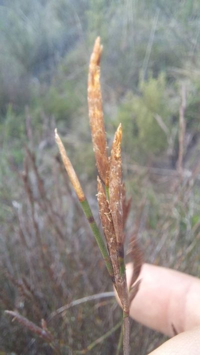 Restio triflorus, photographed by kevin koen