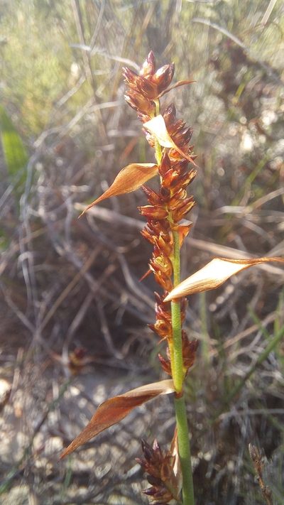 Elegia squamosa, photographed by kevin koen