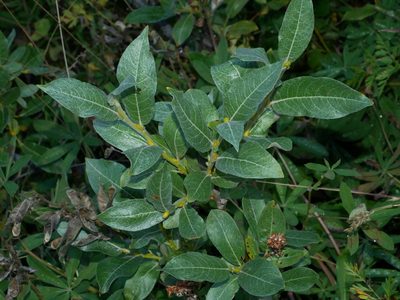 Salix commutata, photographed by Jacy Chen