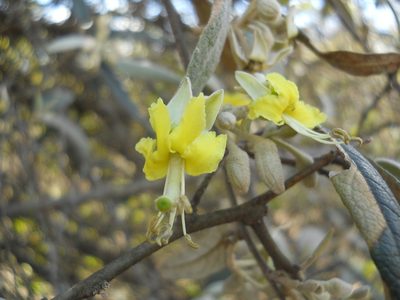 Morisonia salicifolia, photographed by Patricio Cowper Coles