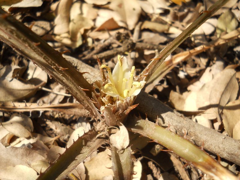 Deinacanthon urbanianum, photographed by Patricio Cowper Coles