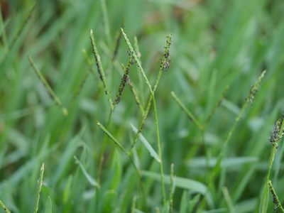 Paspalum distichum, photographed by Bruce Calvert