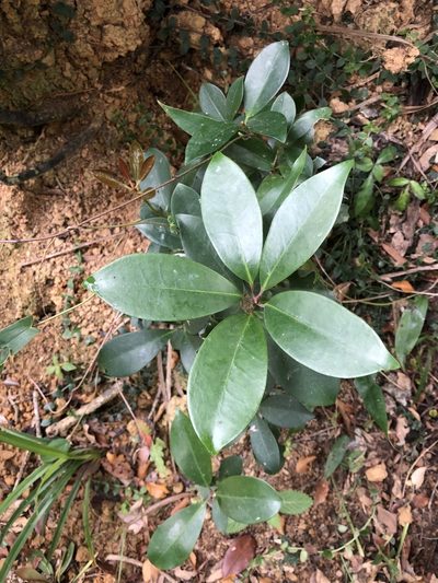 Illicium arborescens, photographed by Cheng-Tao Lin