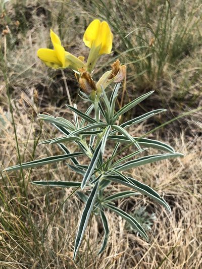 Thermopsis mongolica, photographed by Valerii Glazunov