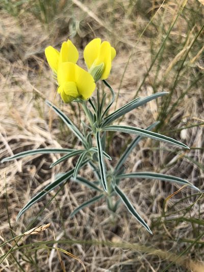 Thermopsis mongolica, photographed by Valerii Glazunov