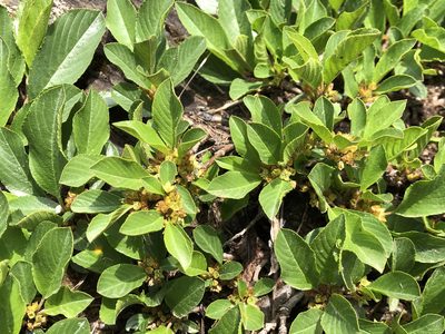 Rhamnus pumila, photographed by Jason Grant