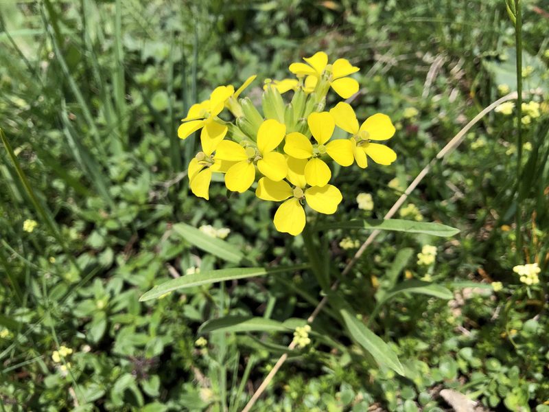 Erysimum rhaeticum, photographed by Jason Grant