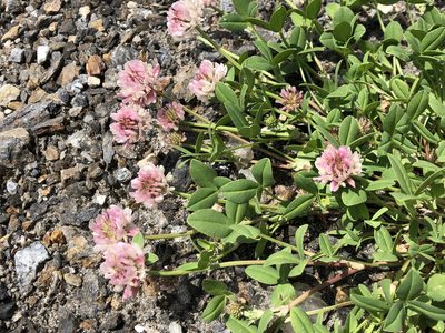 Trifolium pallescens, photographed by Jason Grant