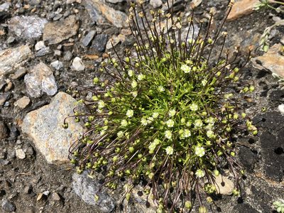 Sagina saginoides, photographed by Jason Grant