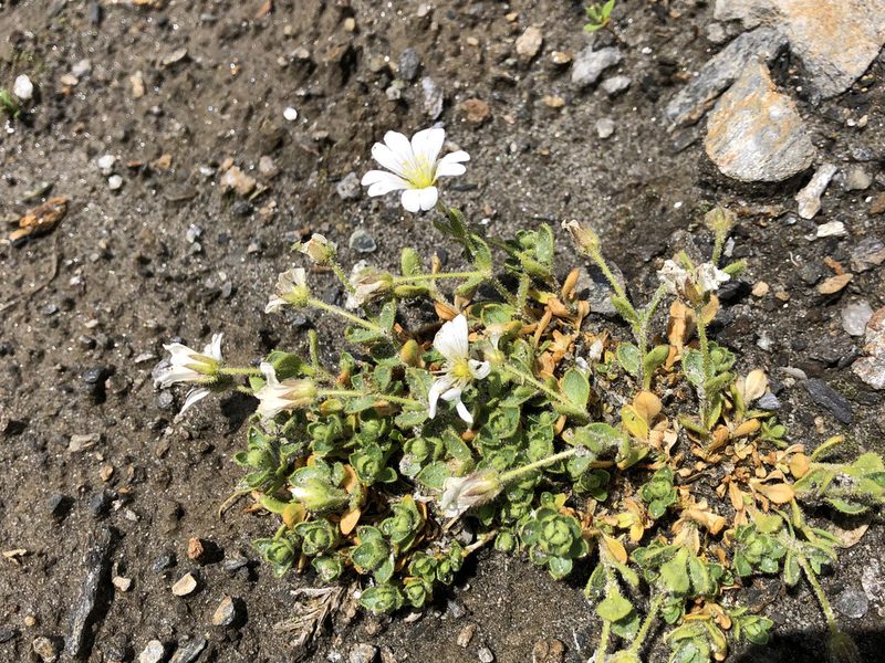Cerastium uniflorum, photographed by Jason Grant