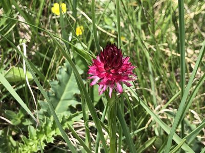 Gymnadenia miniata, photographed by Jason Grant
