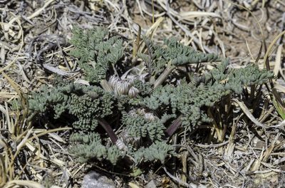 Vesper constancei, photographed by Craig Martin