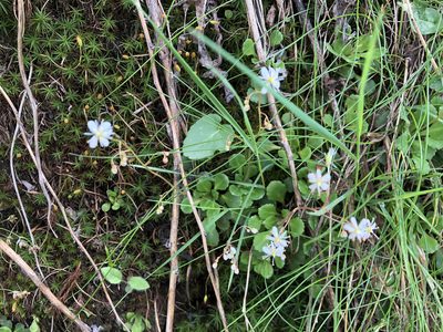 Saxifraga cuneifolia, photographed by Jason Grant