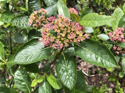 Chamaemespilus alpina, photographed by Jason Grant
