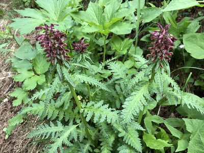 Pedicularis recutita, photographed by Jason Grant