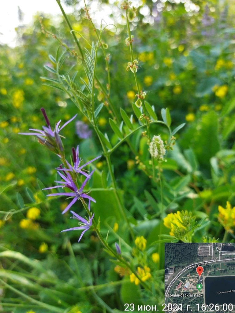 Asyneuma campanuloides, photographed by Екатерина Гущина