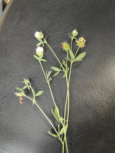 Trifolium echinatum, photographed by Andrea Meucci