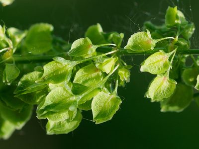 Rumex patientia, photographed by rainerburkard