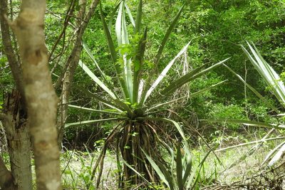 Agave angustifolia, photographed by Sebastián de Jesús Herrera Buenfil