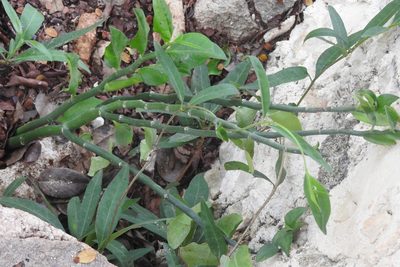 Euphorbia tithymaloides, photographed by Sebastián de Jesús Herrera Buenfil
