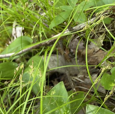Carex novae-angliae, photographed by Mary E. Macaulay, P.Eng.